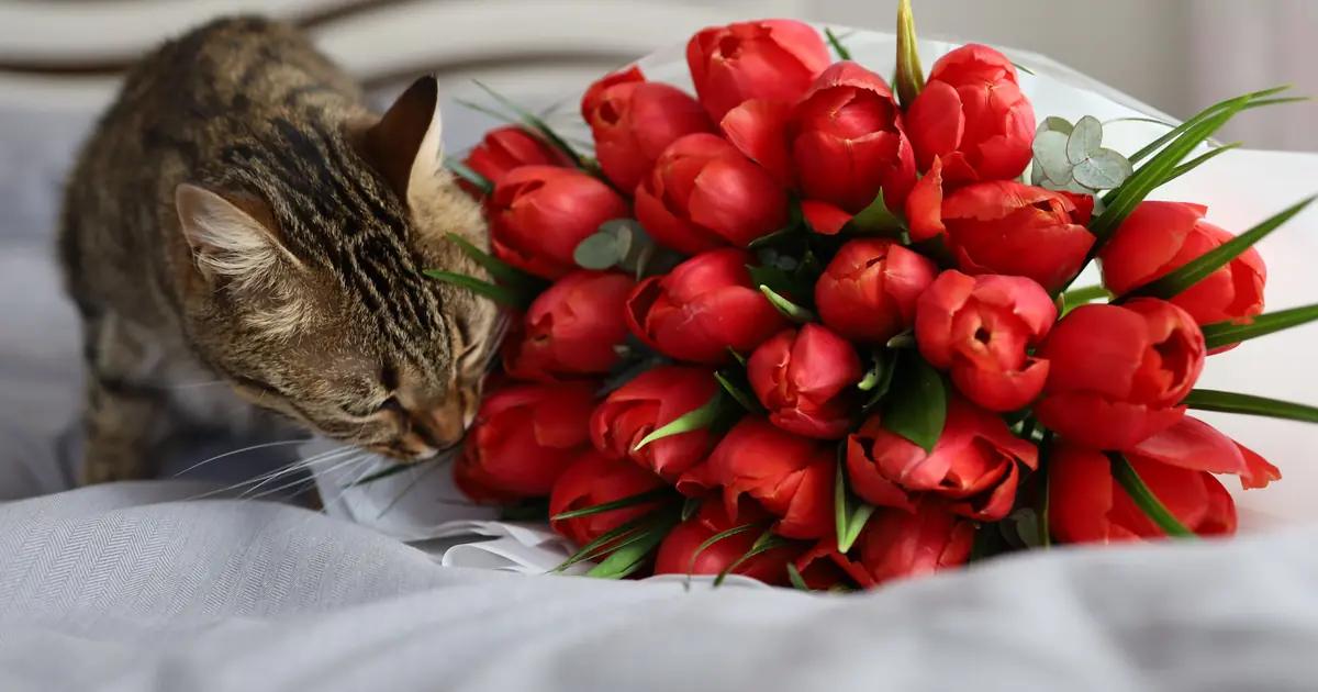 a cat sniffing a sneaker
