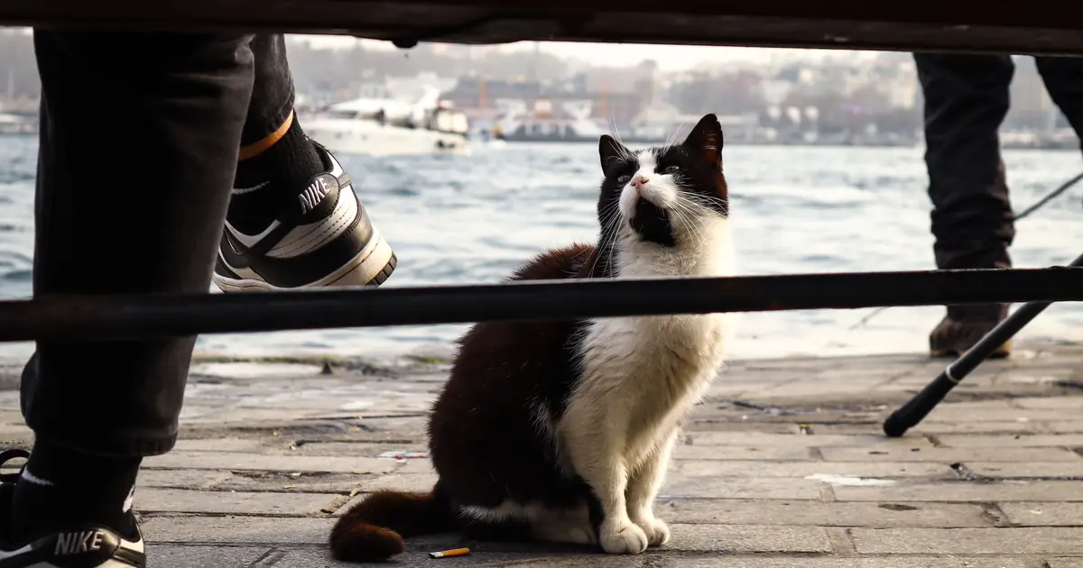 why do cats like shoes