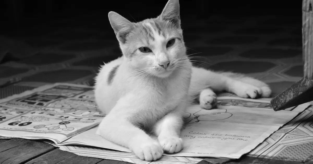 cat lying on newspaper