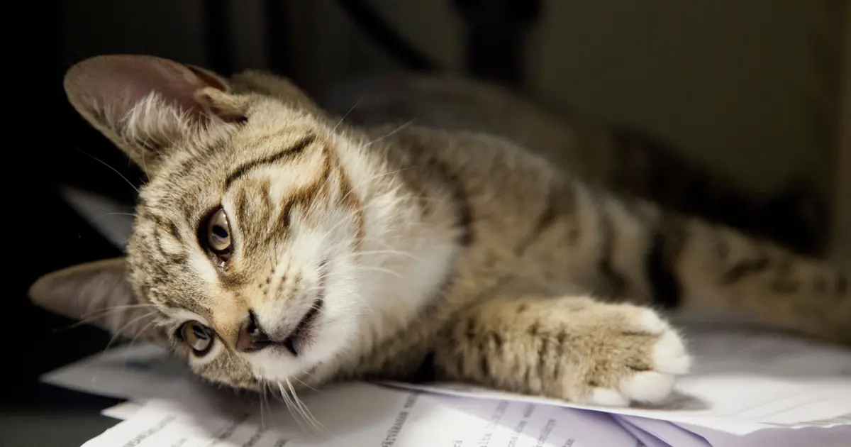 why do cats like to sit on paper