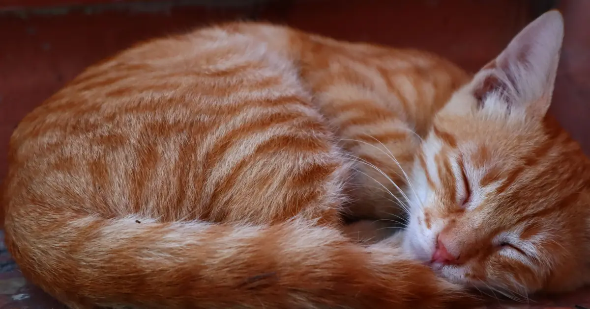cat sleeping curled up tight