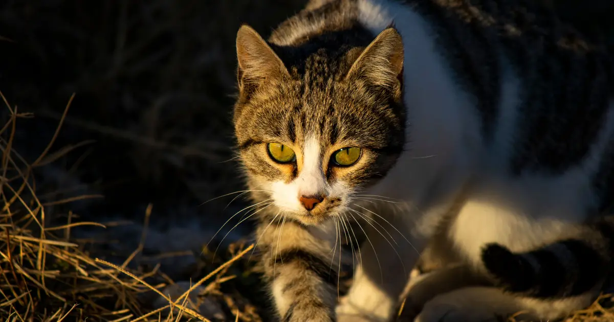 why do cats wiggle before pouncing