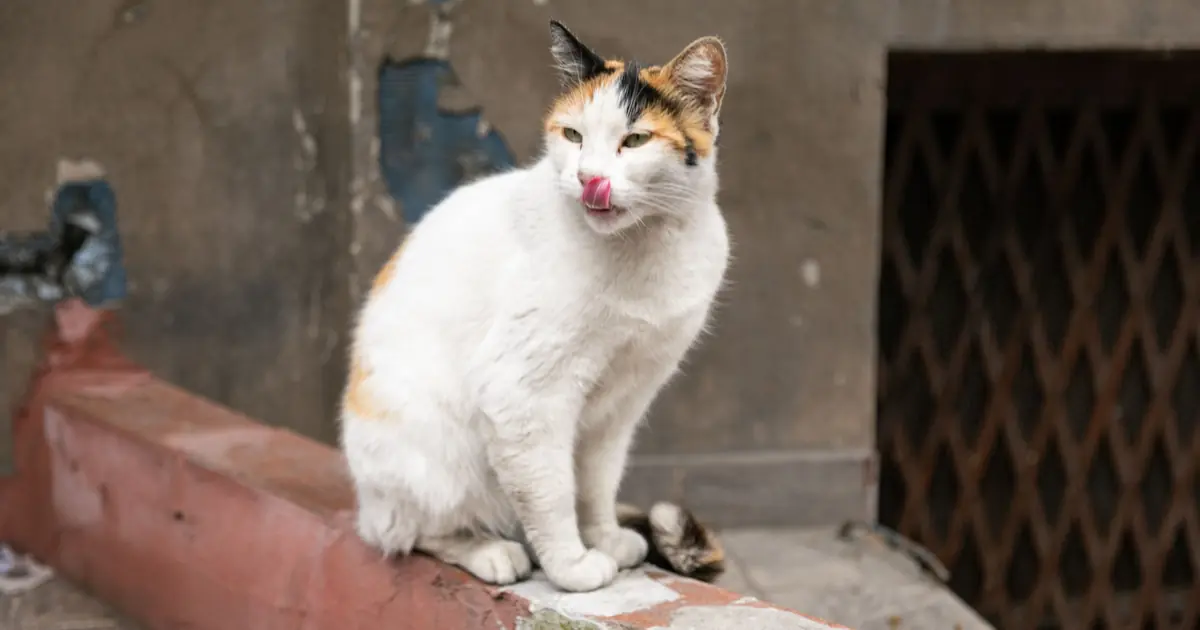 cat licking a surface