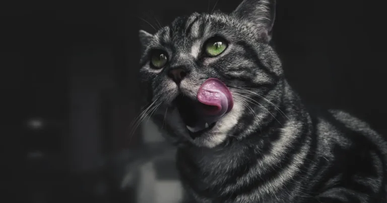why does my cat lick everything