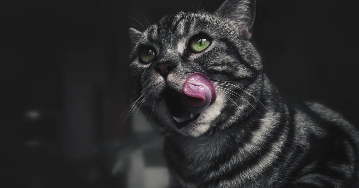 why does my cat lick everything