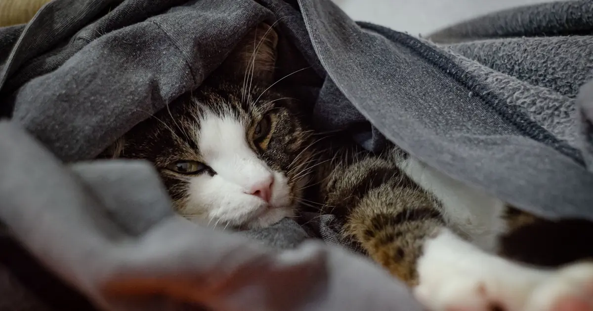 a cat snuggled in a blanket