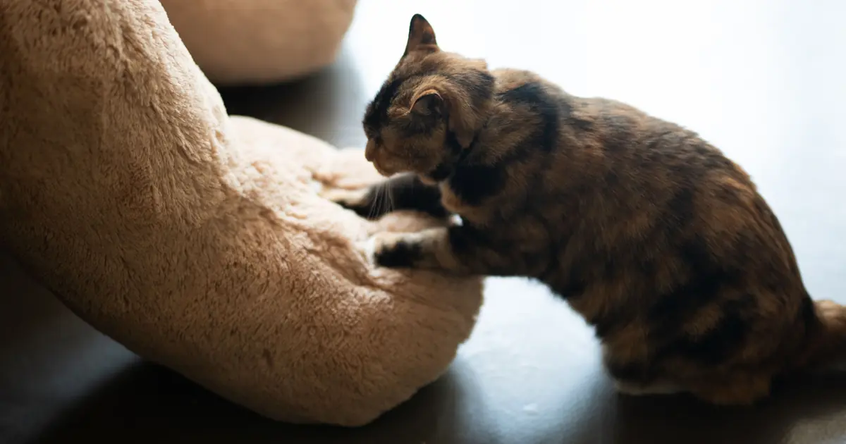 why does my cat suck on my blanket