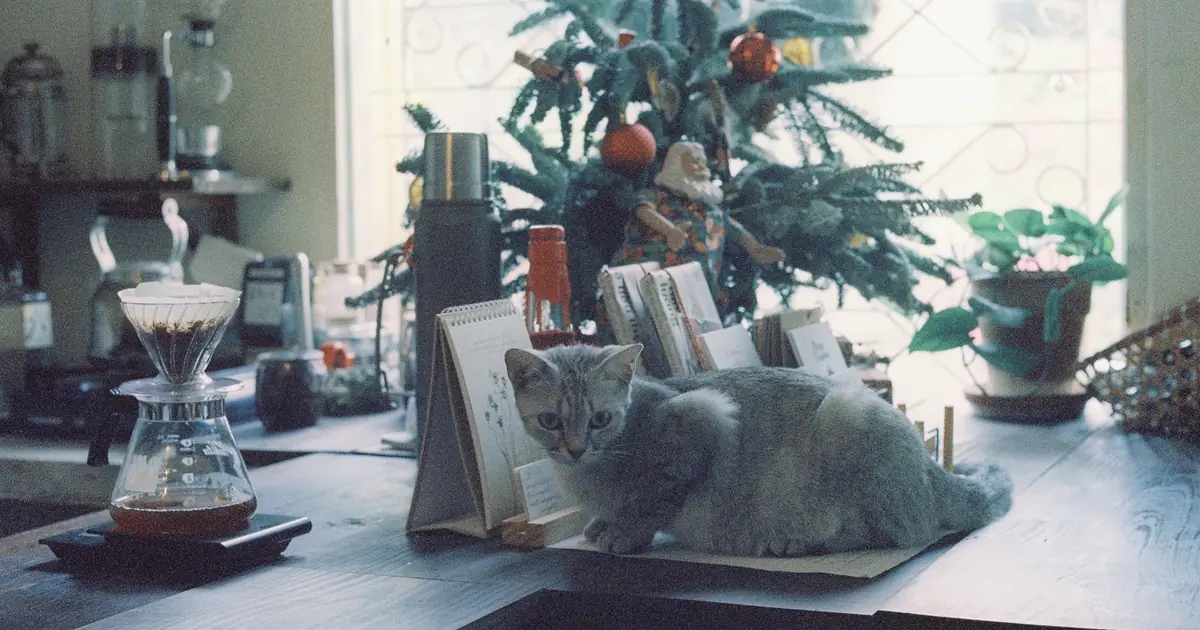 can you discipline a cat