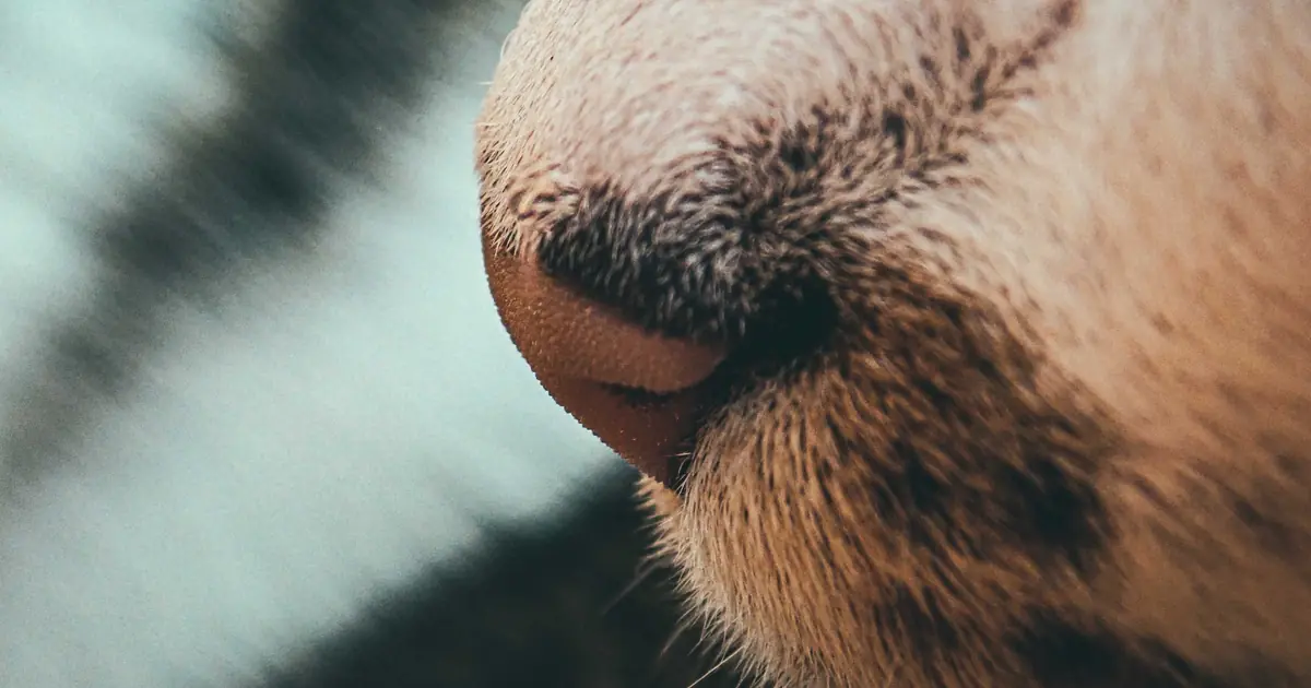 cat nose black crust