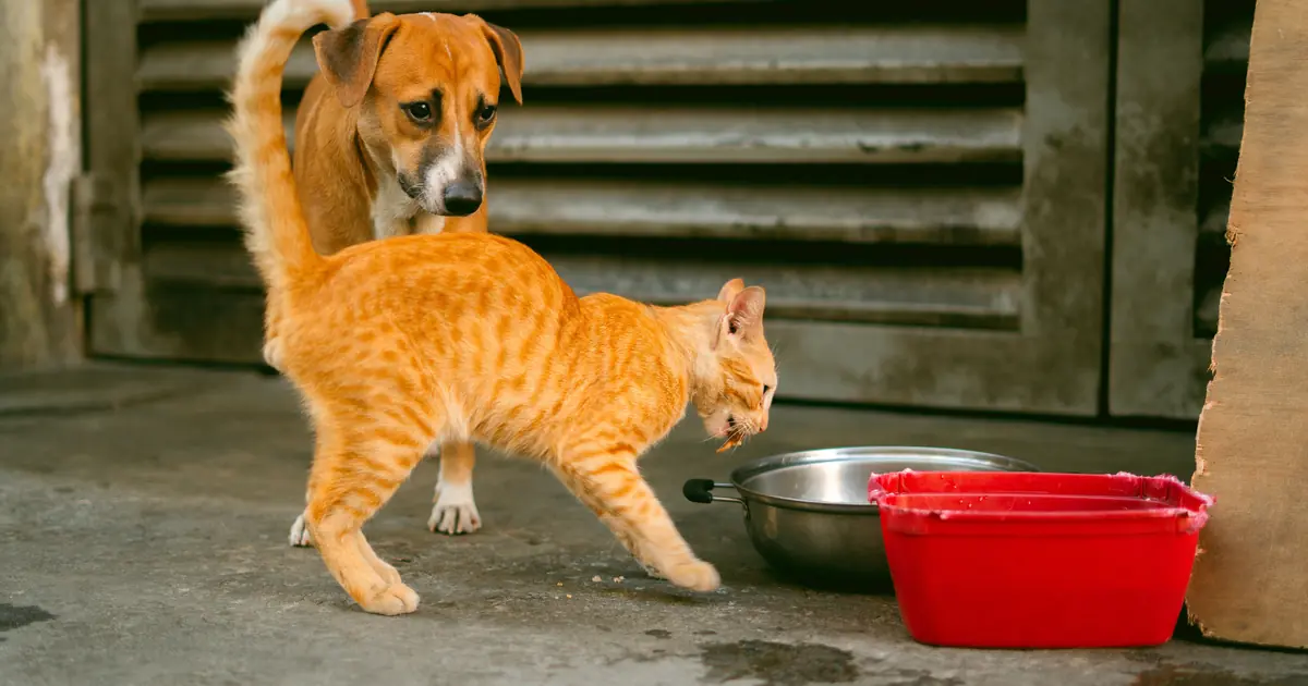 do cats get tired of the same food