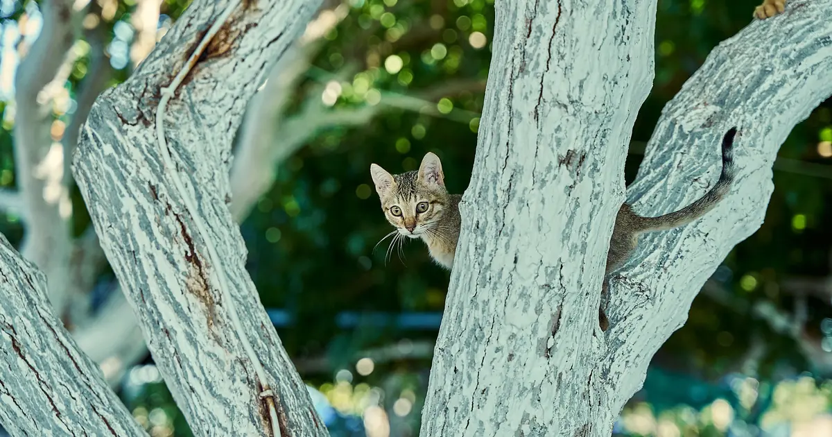 how to clean a cat tree