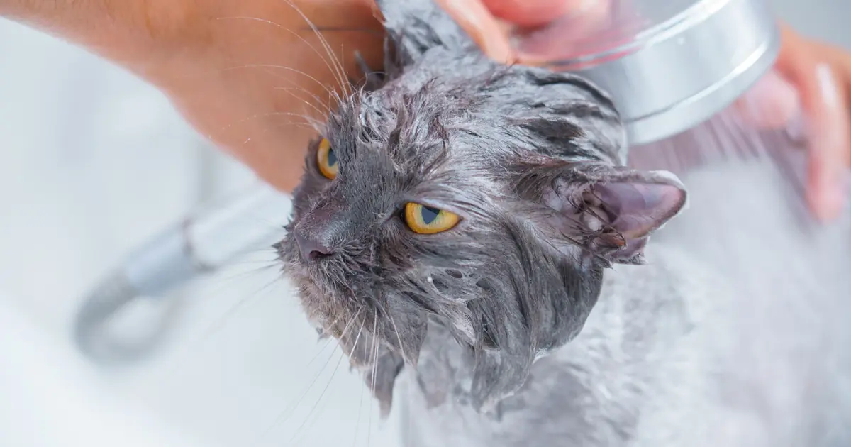 what soap can i use to wash my cat