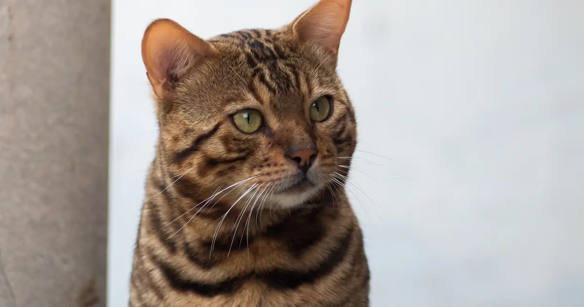 why are bengal cats so expensive