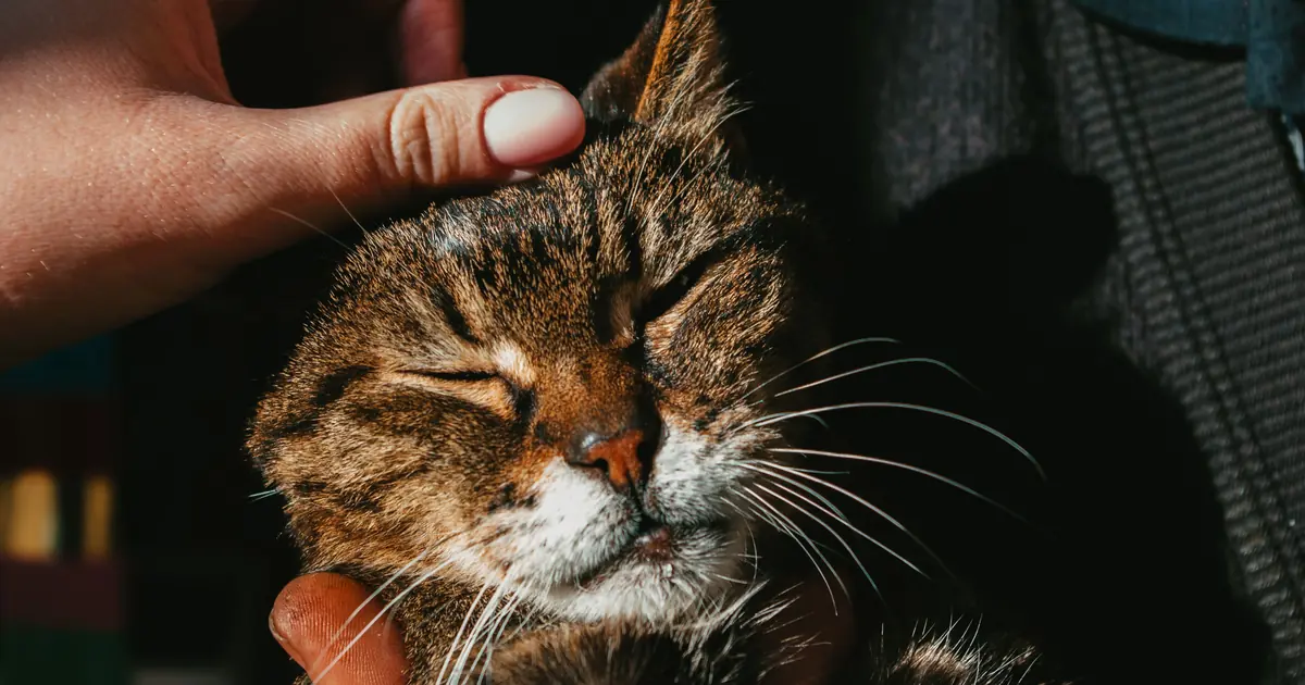 why do cats close their eyes when you pet them
