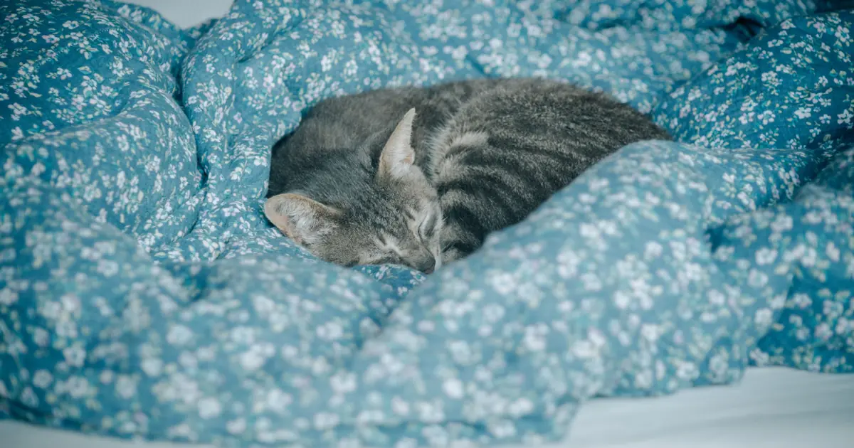 why do cats like to sleep with their owners