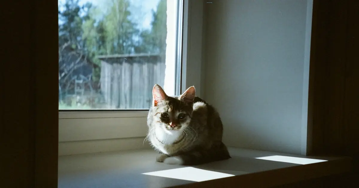 why do cats like to sunbathe