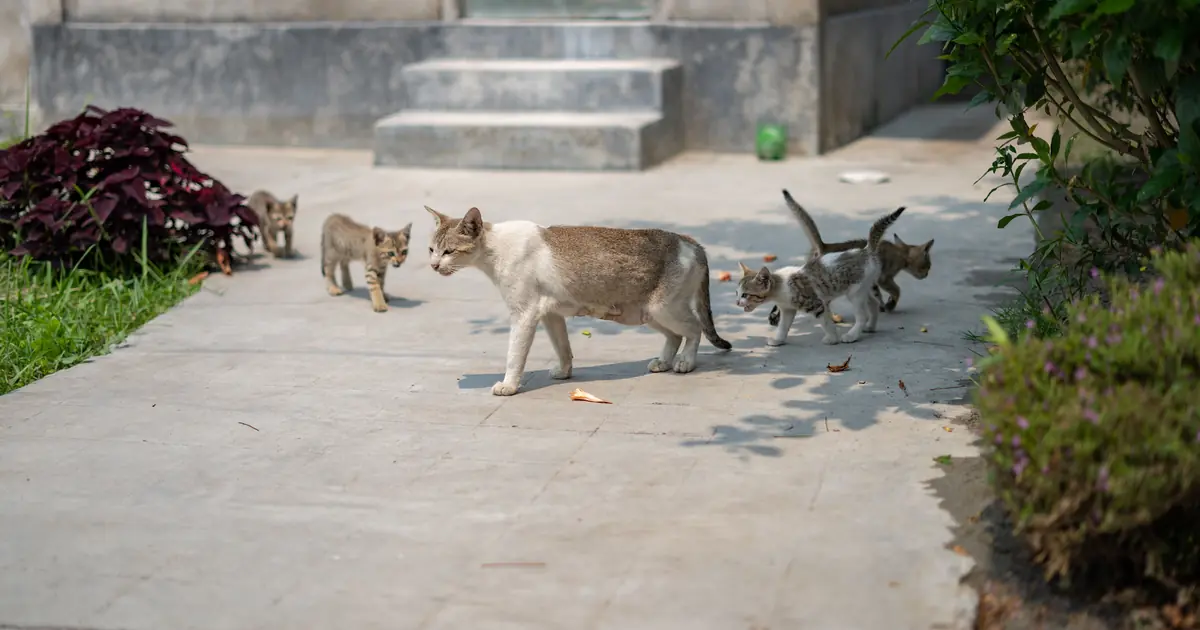 why do cats move their kittens
