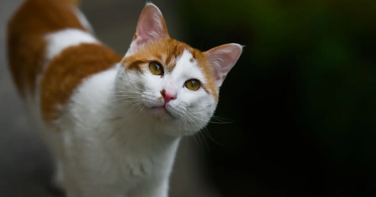 why do cats tilt their heads