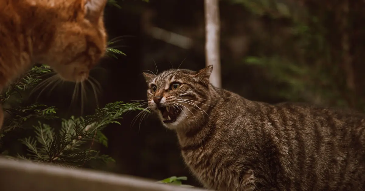 why does my cat hate other cats