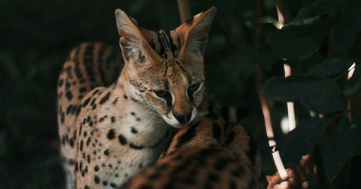 are savannah cats hypoallergenic