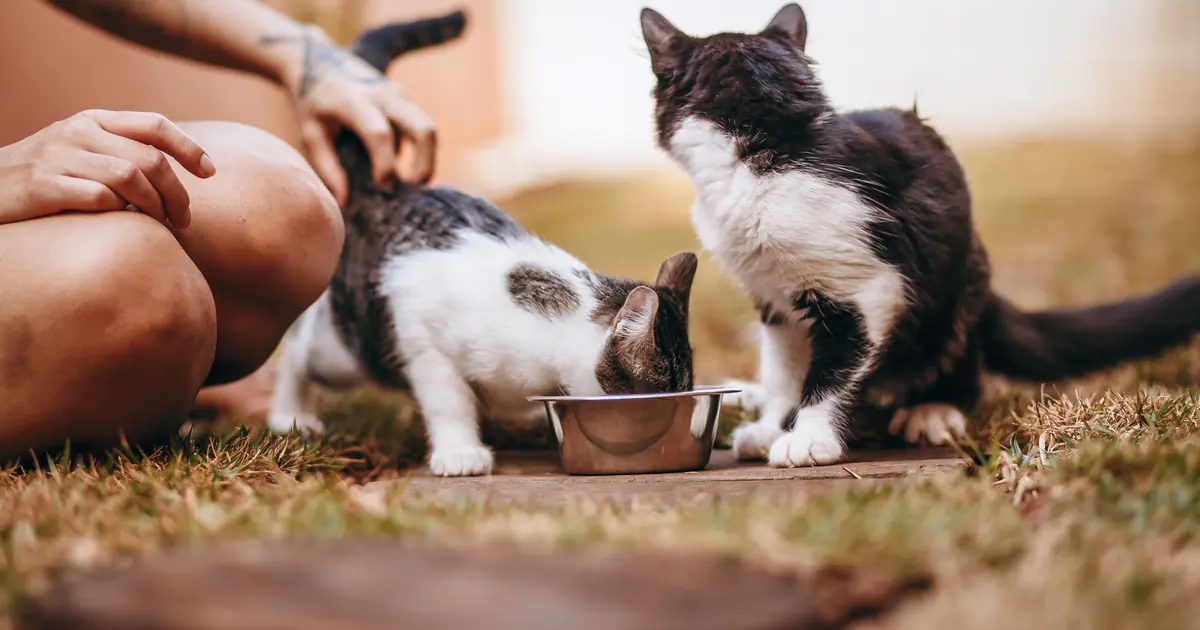 can a kitten overeat