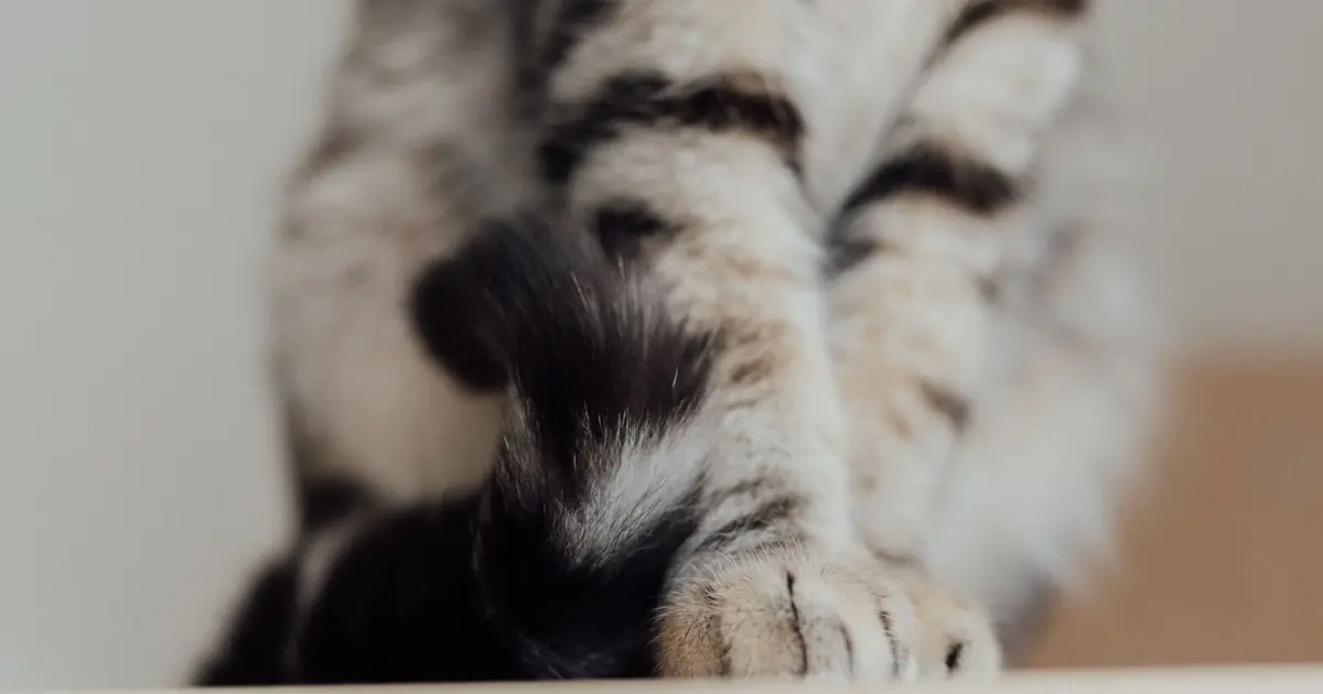 can cats break their tail