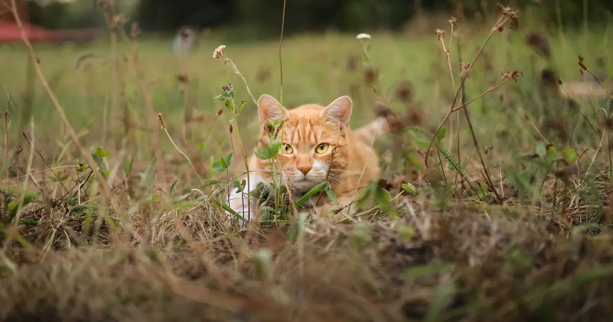 do cats kill spiders
