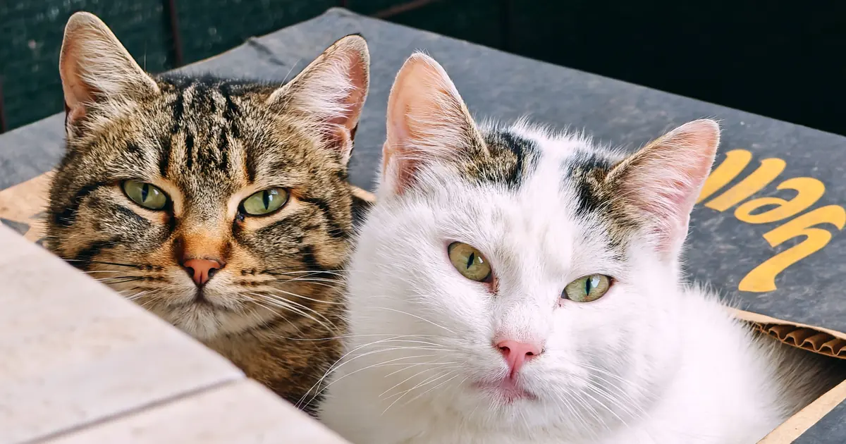 how big should a litter box be