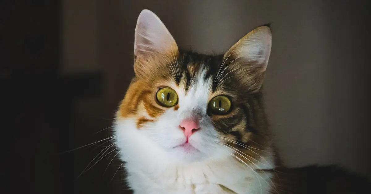 how much do calico cats cost