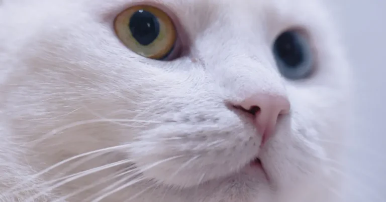 how rare are white cats