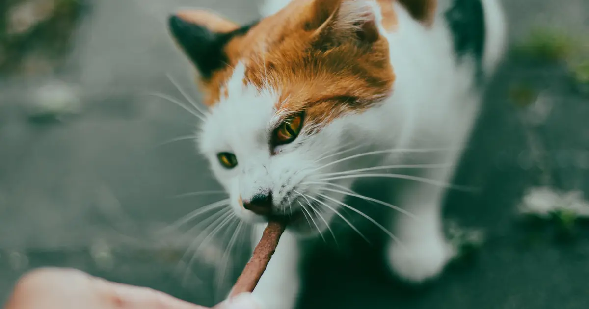 how to clean cat wound