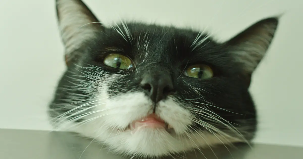 pun cat names