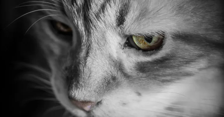 should you trim cat whiskers