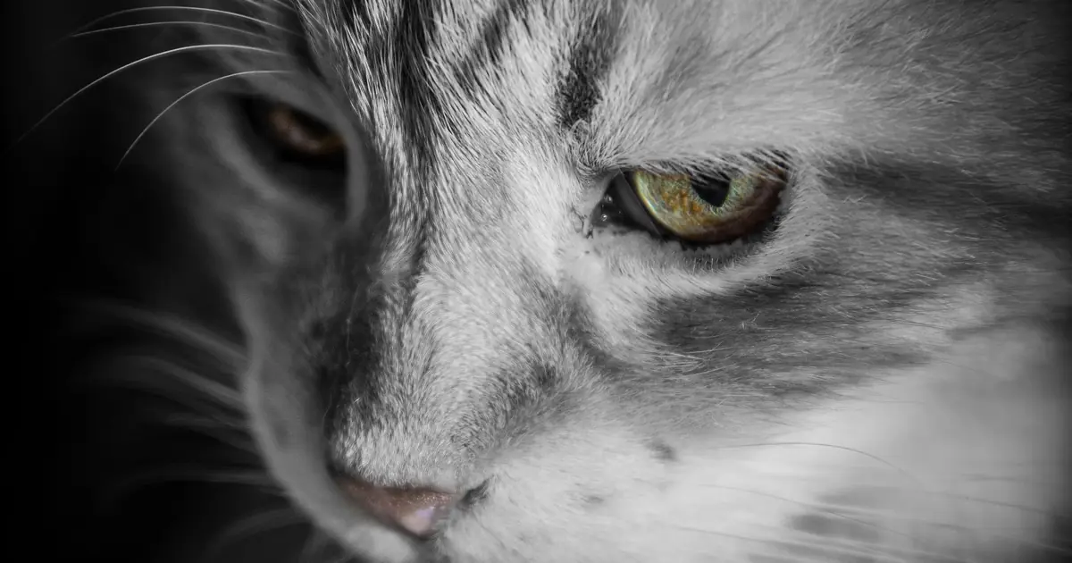 should you trim cat whiskers