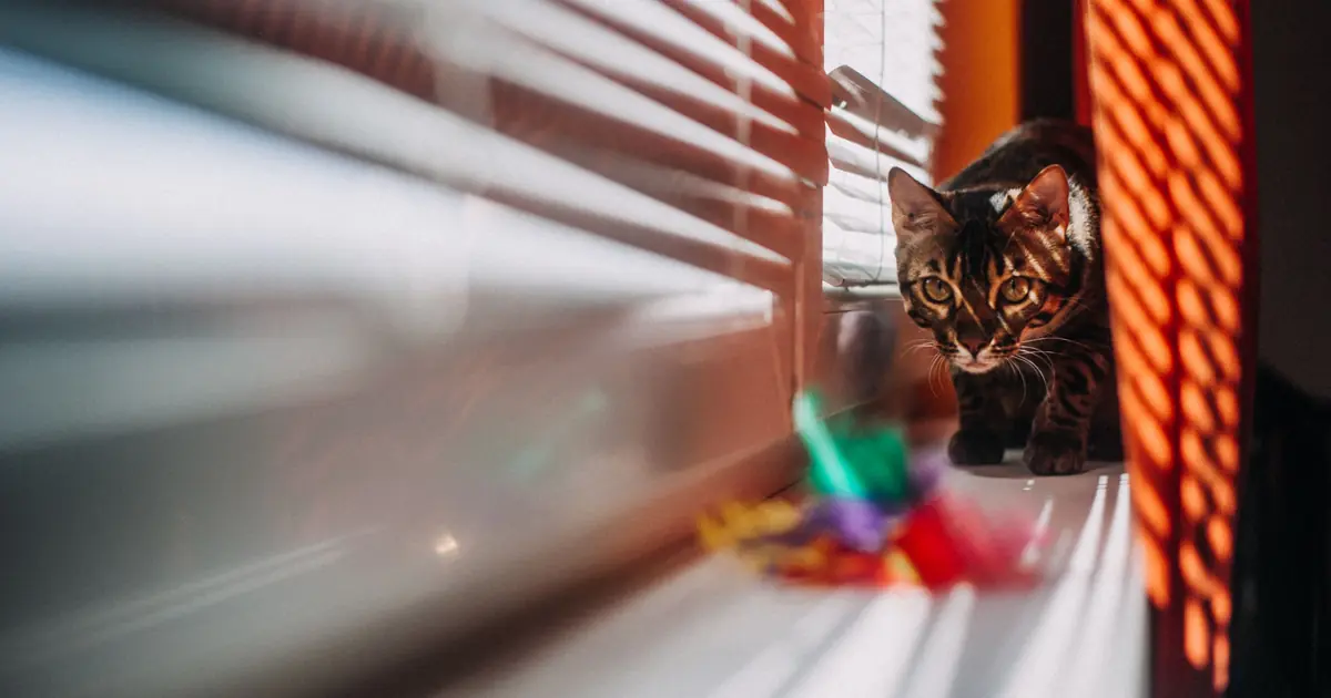 why do cats bring you toys