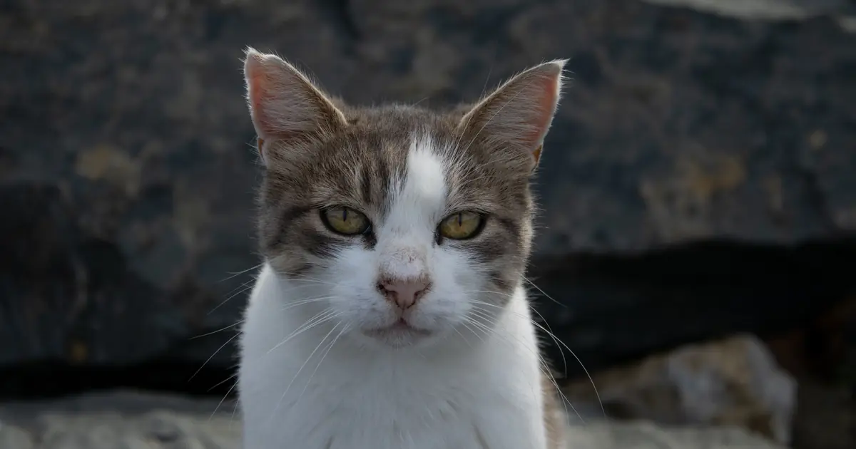 why do cats ears twitch