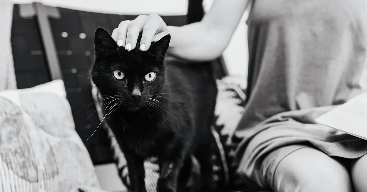 why do cats like to sit on laps