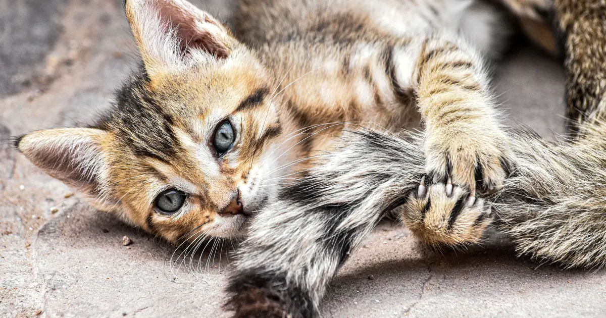 why do cats run sideways