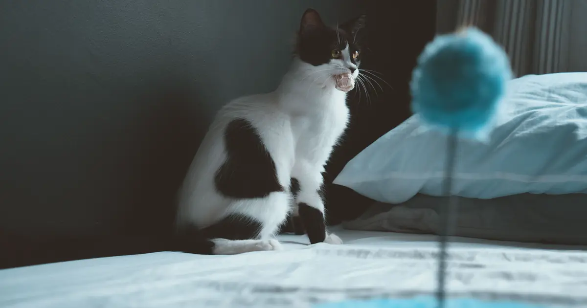 why do cats watch you sleep