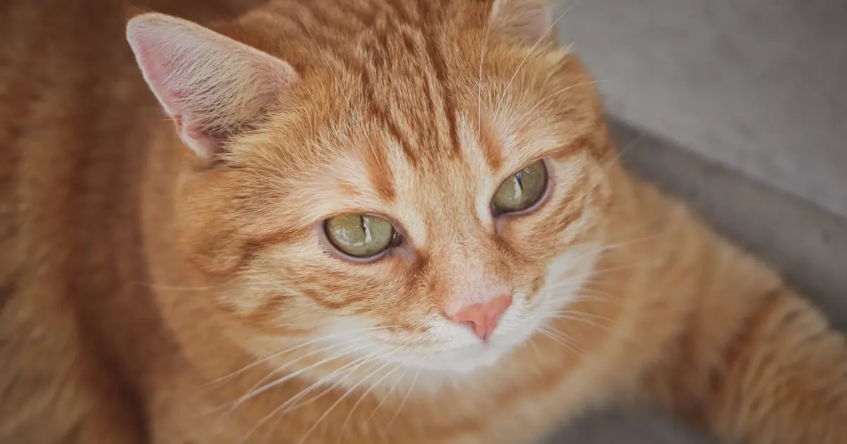 are orange cats dumb