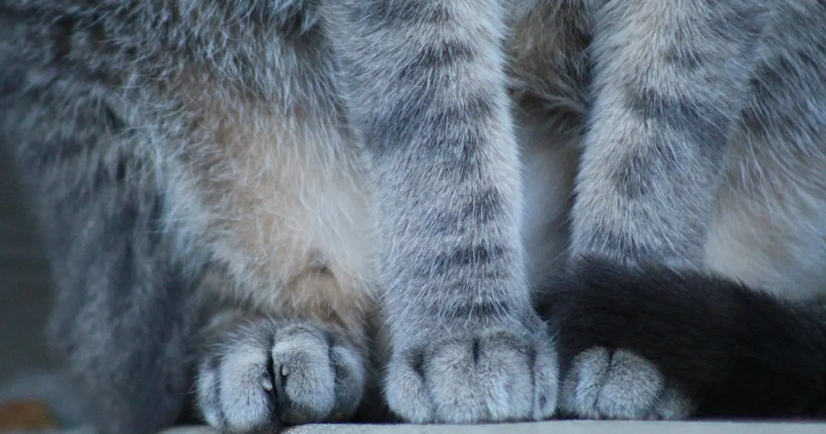 are polydactyl cats rare