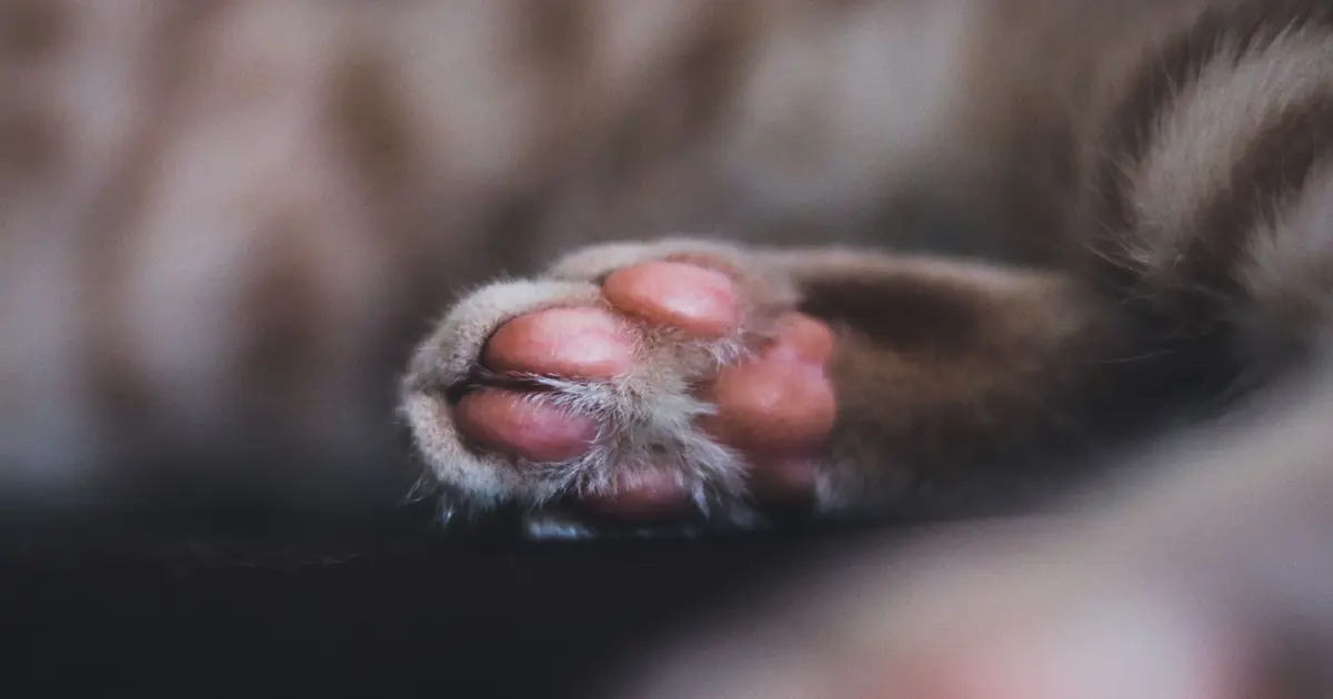 do cat claws grow back