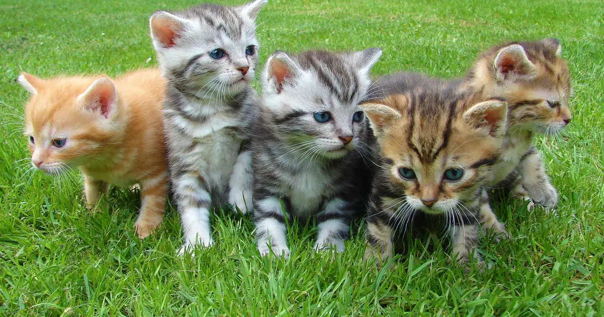 do cats go through puberty