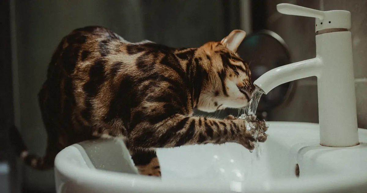 do siamese cats like water