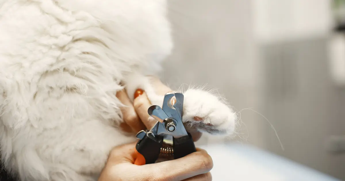 how do cats retract their claws