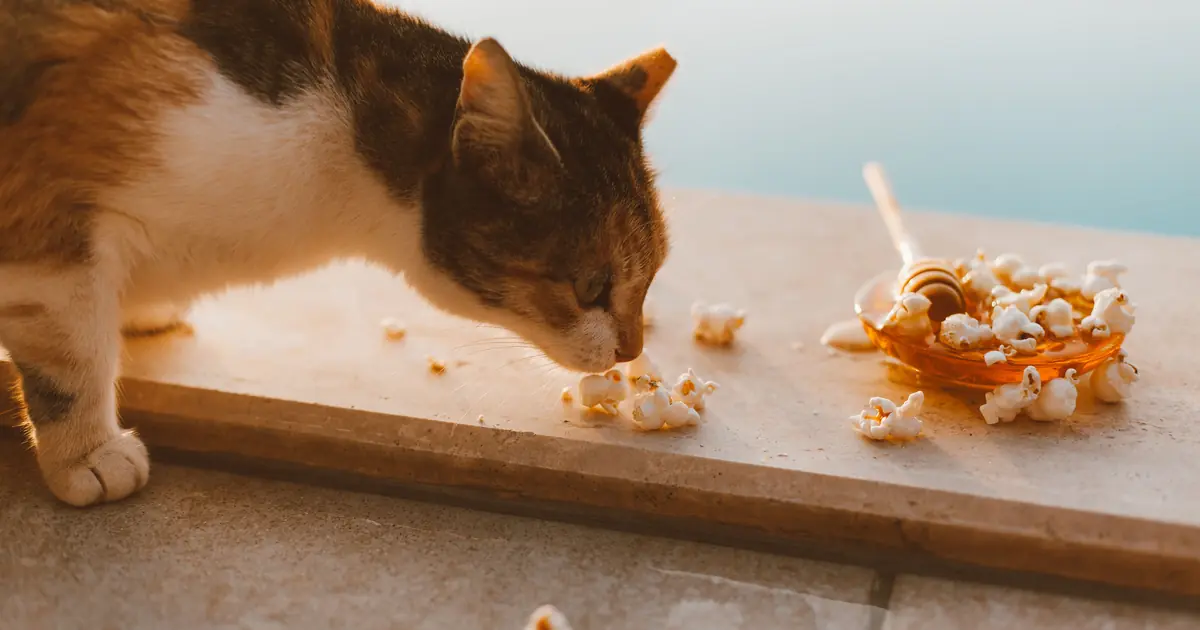 how far can cats smell food