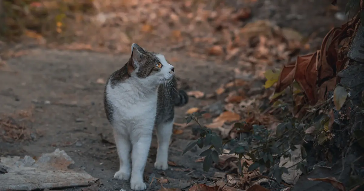 how far do cats roam from home