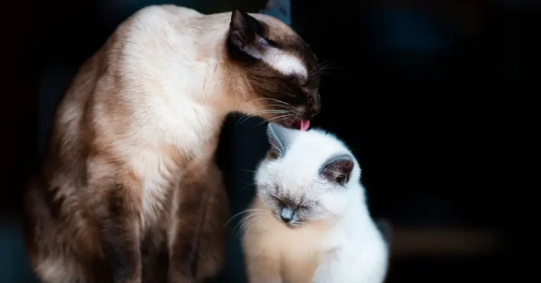 how much is a siamese cat worth