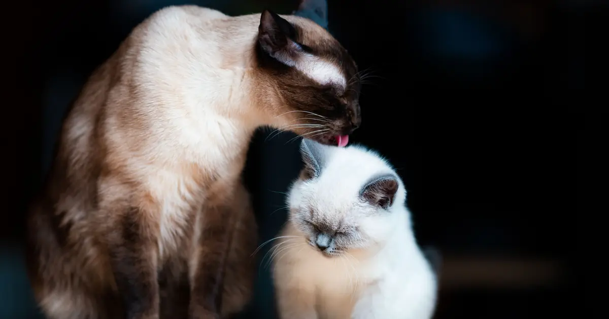 how much is a siamese cat worth
