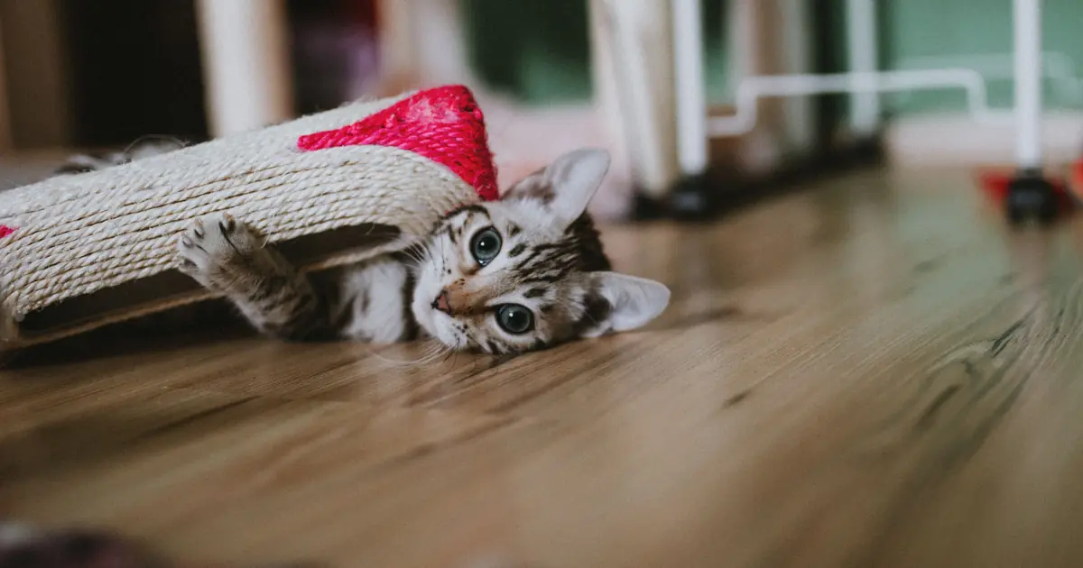 why do cats kick their back legs
